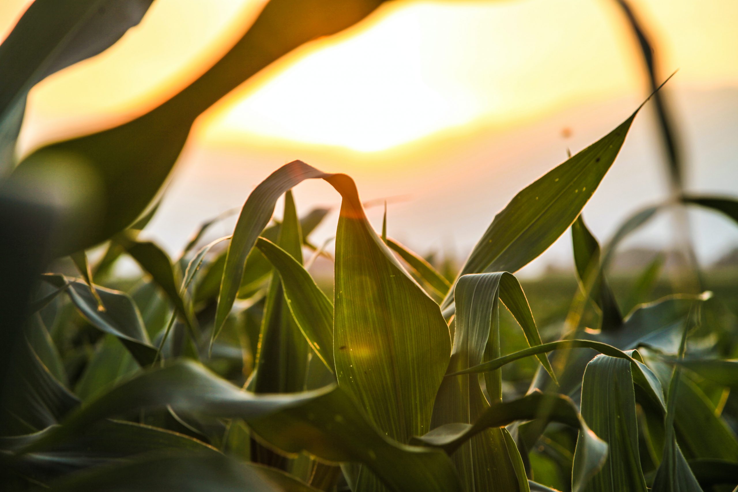 closeup of agriculture and crops